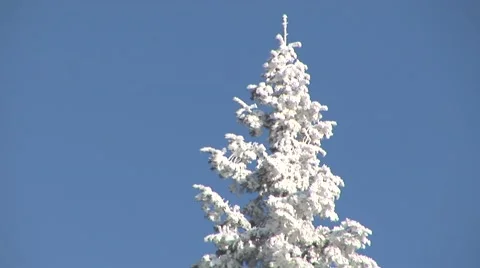 Winter Tree Stock Footage 44782150