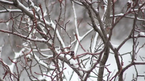 Winter Tree Stock Footage 51536634