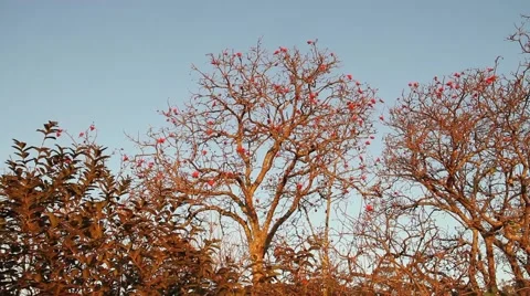 Winter tree Stock Footage 51757706
