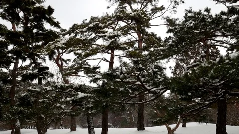 Winter tree: 스톡 동영상 80149544