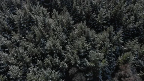 Winter Tree Stock Footage 135256732