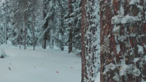 Winter Tree Stock Footage 200830852