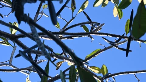 Winter tree Stock Footage 310409594