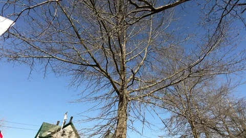 Winter tree footage Stock Footage 293135711