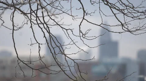 Winter tree in foreground of city skyline Stock Footage 33237276