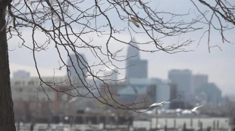 Winter tree in foreground of city skyline Stock Footage 33237553