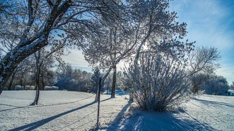 Winter Tree Frost - UHD - ProRes Stock Footage 236035758