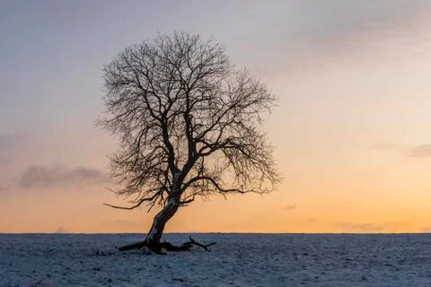 Winter Tree Germany Stock Photos