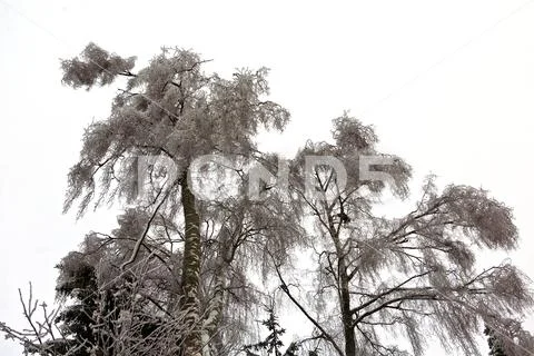 Winter Tree ice Stock Photos