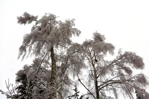 Winter Tree ice Stock Photos
