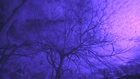 Winter Tree Infrared Timelpase Vidéo 71557501