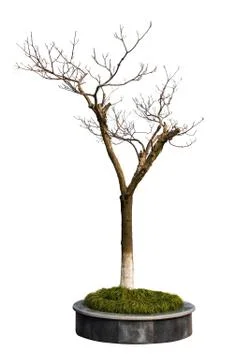 Winter tree isolated on white background Stock Photos