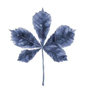 Winter tree leaf. Blue chestnut. Watercolour botanical illustration on white. Stock Illustration
