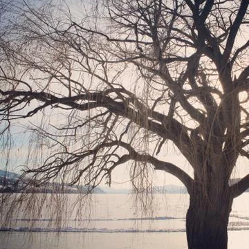 Winter tree. Leafless branches and lake background. Stock Photos