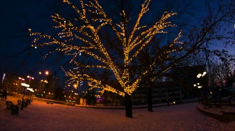 Winter tree with lights Stock Footage 60400713