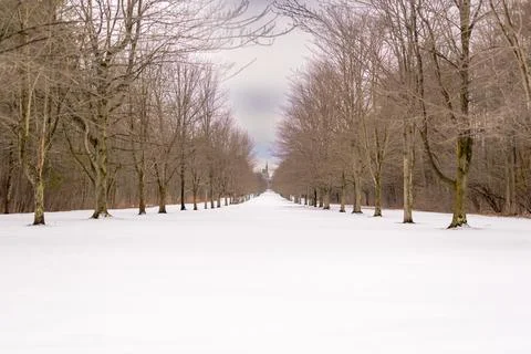 Winter tree lined lane, path, trail with snow covering the ground. Stock Photos