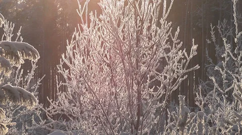 Winter tree lit by the sun Stock Footage 29219660