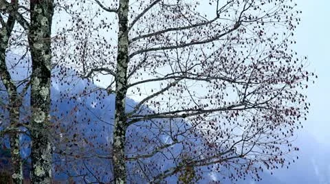 Winter tree with mountains in the background. Stock-Footage 16272190