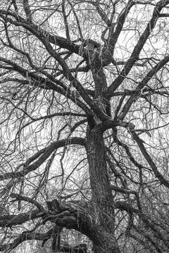 Winter tree with nest Foto stock