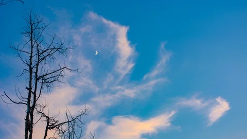 Winter tree with no leaves in the late autumn with the night sky Time Lapse 4K Stock Footage 129351915