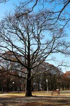 Winter tree in the parc Stock Photos