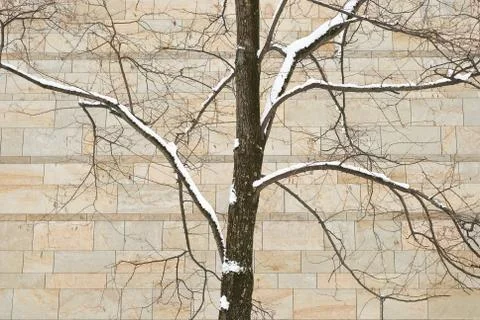 Winter tree Stock Photos