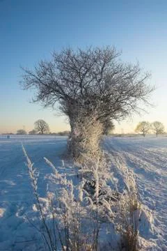 Winter Tree Stock Photos