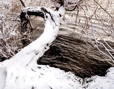 Winter tree Stock Photos