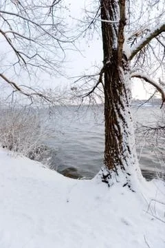 Winter tree Stock Photos