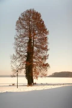 Winter tree Stock Photos