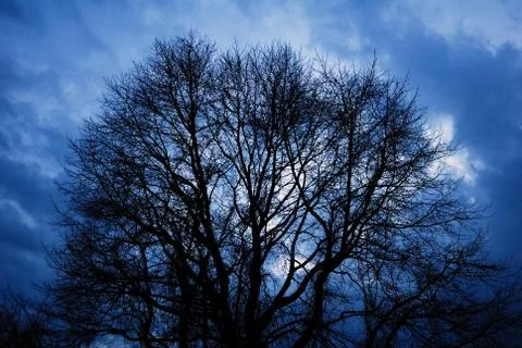 Winter Tree Stock Photos