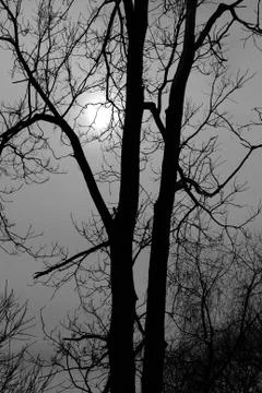 Winter Tree Stock Photos