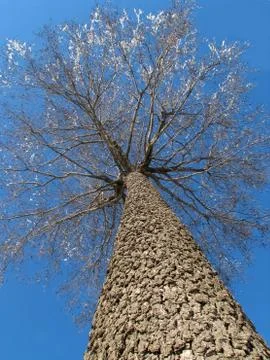 Winter tree Stock Photos