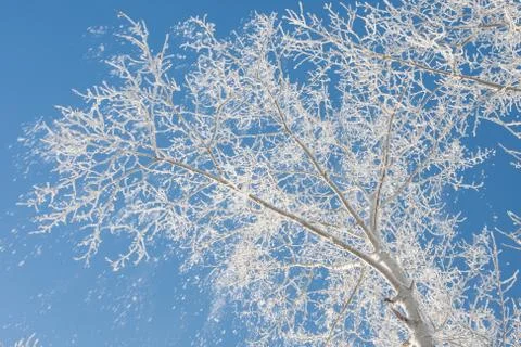 Winter tree Stock Photos