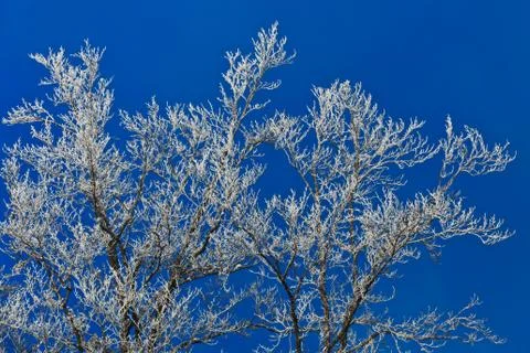 Winter tree Stock Photos
