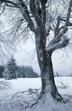 Winter tree Stock Photos