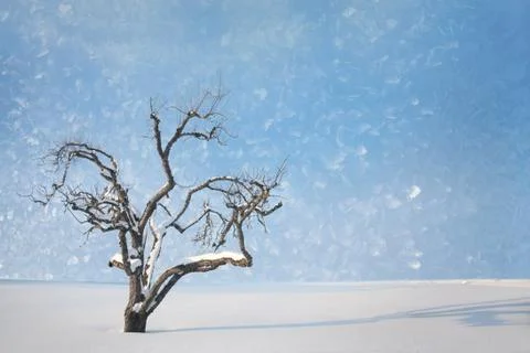 Winter tree Stock Photos