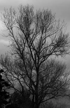 Winter Tree Foto stock