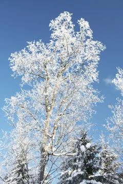 Winter tree Stock Photos
