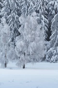Winter tree Stock Photos