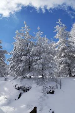 Winter Tree Stock Photos