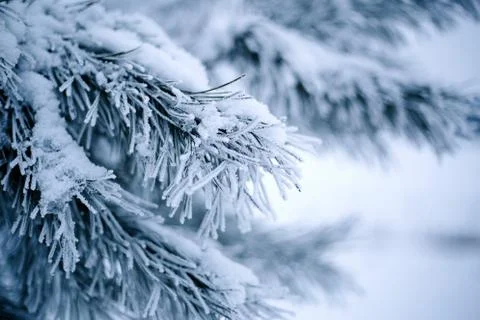 Winter tree 스톡 사진