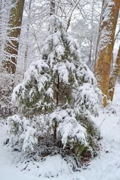 Winter Tree Foto stock