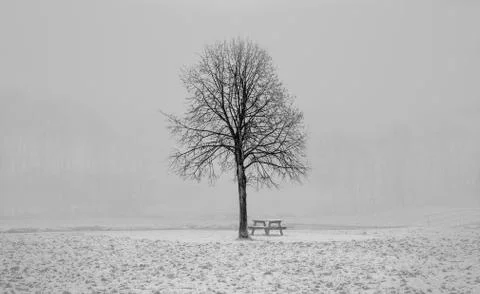 Winter Tree Stock Photos