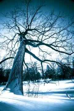 Winter tree Stock Photos