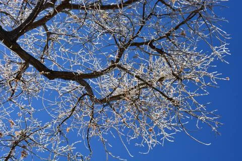 Winter Tree Stock Photos