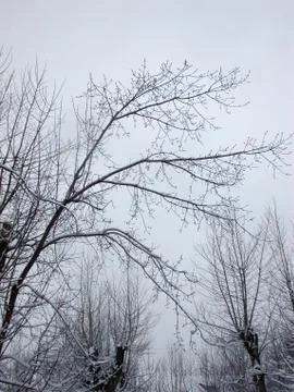 Winter tree Stock Photos