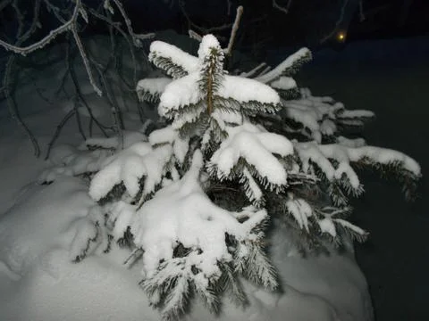 Winter tree Stock Photos