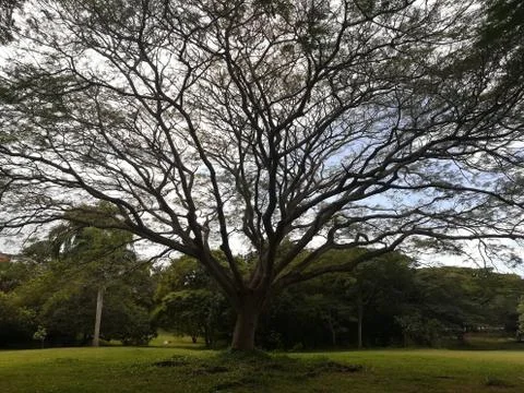 The winter tree Stock Photos