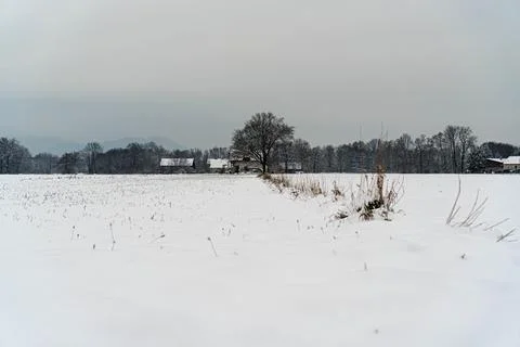 Winter tree Stock Photos